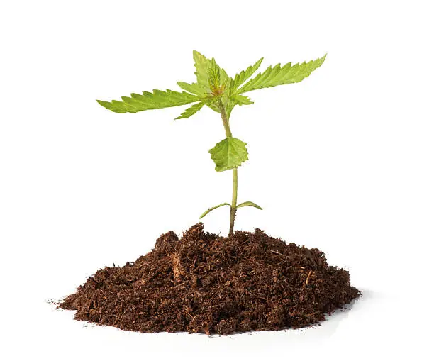 CBD pour débutants — plante de chanvre et feuilles vertes